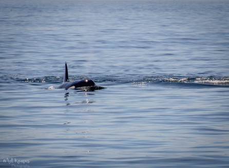2015-08-orcaspugetsound-0047